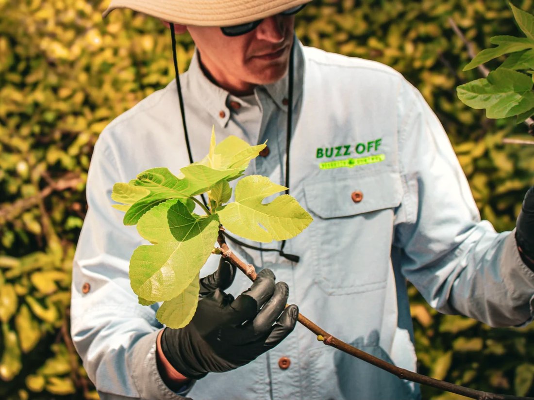 A Buzz Off technician checking foliage in a pollinator-friendly Atlanta garden